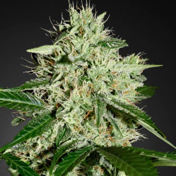 Семена конопли Northern Lights Feminised